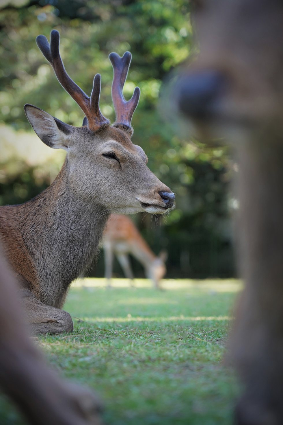 Sikahirsch (cervus nippon)